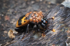 Nicrophorus quadripunctatus