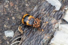 Nicrophorus quadripunctatus