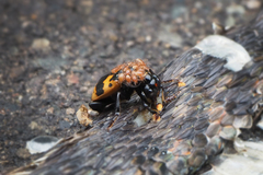 Nicrophorus quadripunctatus