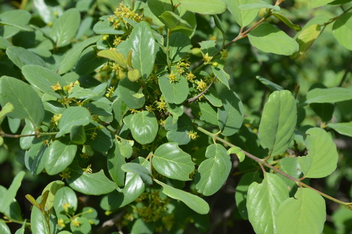 Image of Phyllogeiton zeyheri by (c) Hildegard Klein, some rights reserved (CC BY)