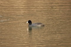 Fulica atra