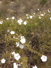 Convolvulus capensis