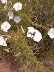 Convolvulus capensis