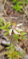 Caladenia minor