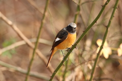 Phoenicurus auroreus