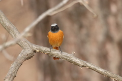 Phoenicurus auroreus