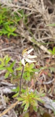 Caladenia minor