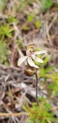Caladenia minor