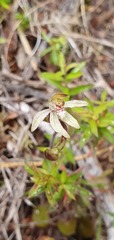 Caladenia minor