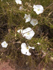 Convolvulus capensis