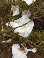 Convolvulus capensis