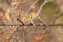 Emberiza elegans