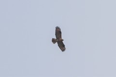 Buteo japonicus