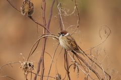 Passer montanus