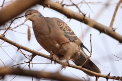 Streptopelia orientalis