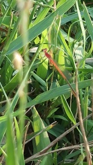 Agriocnemis pygmaea