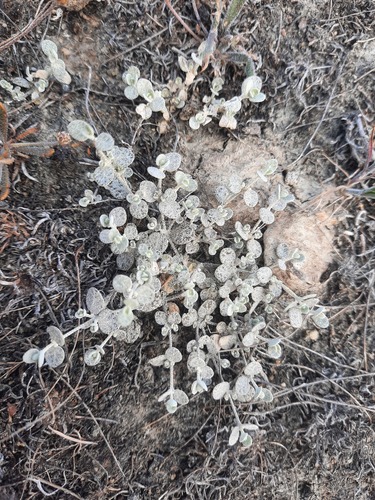 Atriplex buchananii (Atriplex buchananii)