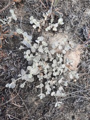 Atriplex buchananii