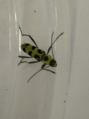 Chlorophorus herbstii