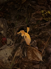 Clavulinopsis fusiformis image