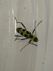 Chlorophorus herbstii