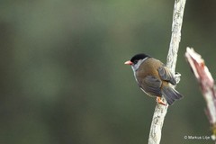 Sylvia nigricapillus