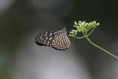 Ideopsis vulgaris macrina