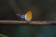 Eooxylides tharis distanti