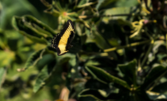 Heraclides androgeus epidaurus