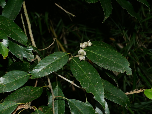 Image of Quercus stenophylloides by (c) Jacy Chen, some rights reserved (CC BY)