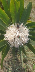 Protea gaguedi