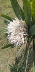 Protea gaguedi