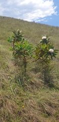 Protea gaguedi