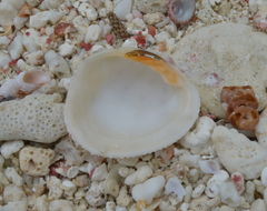 Periglypta reticulata