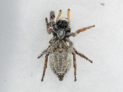 Pellenes allegrii