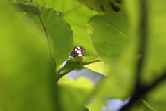 Moduza procris milonia