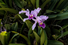 Cattleya warscewiczii
