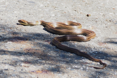Elaphe quadrivirgata