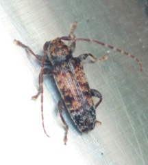 Pseudoterinaea bicoloripes