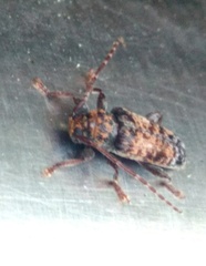 Pseudoterinaea bicoloripes