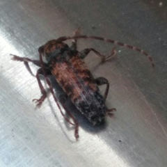 Pseudoterinaea bicoloripes