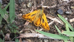 Hylephila phyleus