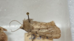 Epipsilia grisescens