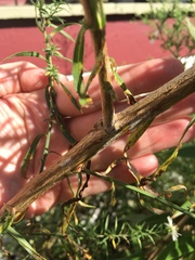 Symphyotrichum pilosum