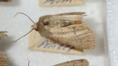 Epipsilia grisescens