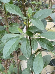 Gymnanthemum amygdalinum