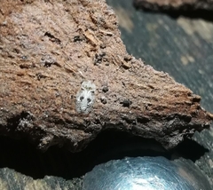 Corythucha ciliata