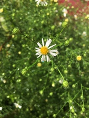 Symphyotrichum pilosum