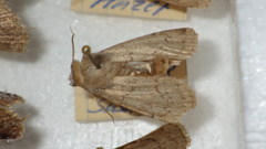 Epipsilia grisescens