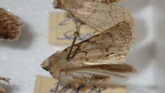 Epipsilia grisescens